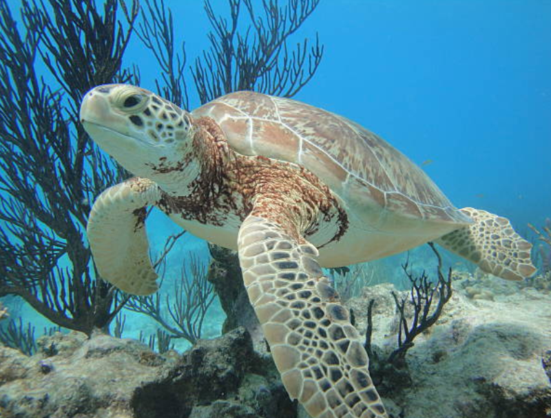 Cozumel: Underwater Treasure, World’s Second Largest Barrier Reef